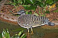 st louis zoo 1432 sunbittern.jpg