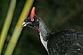 st louis zoo 1437 horned guan.jpg