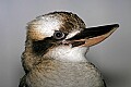 st louis zoo 1443 kookaburra.jpg