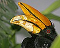 st louis zoo 1454 rhinocerous hornbill.jpg