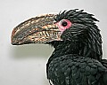 st louis zoo 1462 hornbill.jpg