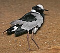 st louis zoo 1466 blacksmith plover.jpg