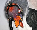 st louis zoo 1468 king vulture.jpg