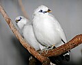 st louis zoo 1476 bali mynah.jpg