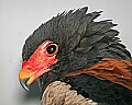 st louis zoo 1479 Bateleur eagle.jpg