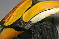 st louis zoo 1496 rhinoceros hornbill.jpg