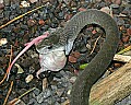 st louis zoo 1529 blacak mamba eating a mouse.jpg