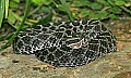 st louis zoo 1541 massasauga rattlesnake.jpg