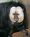 st louis zoo 1589 white-faced saki.jpg