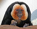 st louis zoo 1594 white-faced saki.jpg