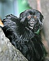 st louis zoo 1656 goeldi's monkey.jpg