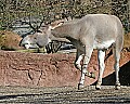 st louis zoo 1718 somali wild ass.jpg