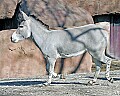 st louis zoo 1733 somali wild ass.jpg