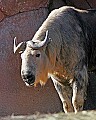 st louis zoo 1806 takin.jpg