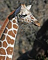 st louis zoo 1812 giraffe.jpg