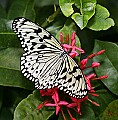 st louis zoo 300 Paper Kite.jpg