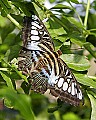 st louis zoo 348 Clipper (butterfly).jpg