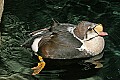 st louis zoo 413 king eider duck.jpg