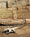 st louis zoo 417 black-tailed gopher.jpg