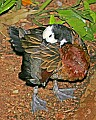 st louis zoo 539 white-faced whistling duck.jpg