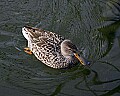 st louis zoo 577 female shoveller.jpg