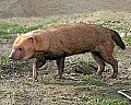 st louis zoo 723 bush dog.jpg