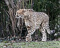 st louis zoo 790 cheetah.jpg