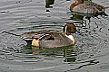 st louis zoo 885 northern pintail.jpg