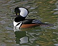 st louis zoo 896 duck.jpg