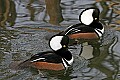 st louis zoo 902 duck.jpg