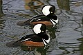 st louis zoo 905 duck.jpg