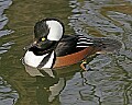 st louis zoo 919 duck.jpg