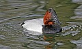 st louis zoo 922 duck.jpg