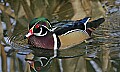 st louis zoo 936 male wood duck.jpg