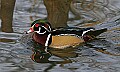 st louis zoo 949 male wood duck.jpg