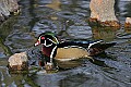 st louis zoo 953 male wood duck.jpg