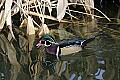 st louis zoo 992 male wood duck.jpg