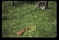 10066-00007-Whitetail Fawns.jpg