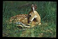 10066-00009-Whitetail Fawns.jpg