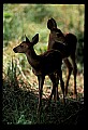 10066-00010-Whitetail Fawns.jpg