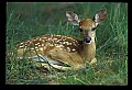 10066-00011-Whitetail Fawns.jpg