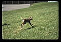 10066-00012-Whitetail Fawns.jpg