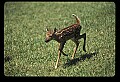 10066-00013-Whitetail Fawns.jpg