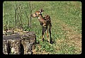 10066-00014-Whitetail Fawns.jpg