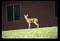 10066-00016-Whitetail Fawns.jpg