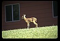 10066-00018-Whitetail Fawns.jpg