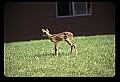 10066-00019-Whitetail Fawns.jpg