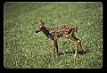 10066-00021-Whitetail Fawns.jpg