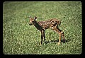 10066-00022-Whitetail Fawns.jpg