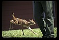 10066-00023-Whitetail Fawns.jpg